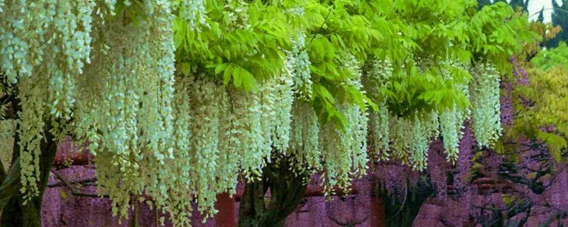 嘉定紫藤园几月份好看 百科植物