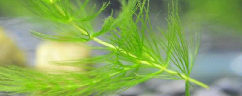 金鱼藻是草本植物吗 百科植物