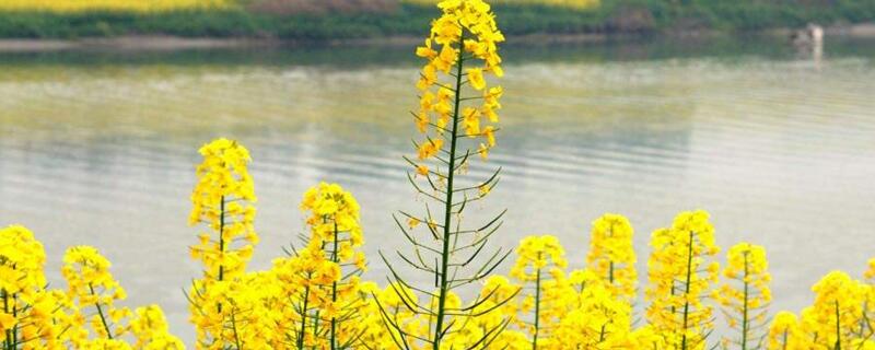 油菜花代表什么爱情 百科植物