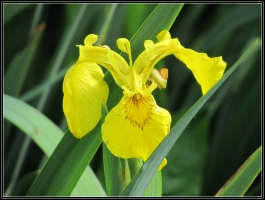 黄菖蒲花语 信者之福 百科植物