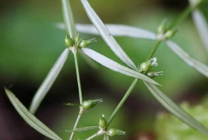 白花蛇舌草的功效 具有抗菌消炎的功效 还可以抗肿瘤 百科植物