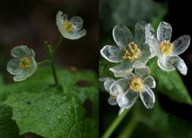 山荷叶花为什么会变透明 花瓣充满水分 光线由反射变为折射变成透明 百科植物