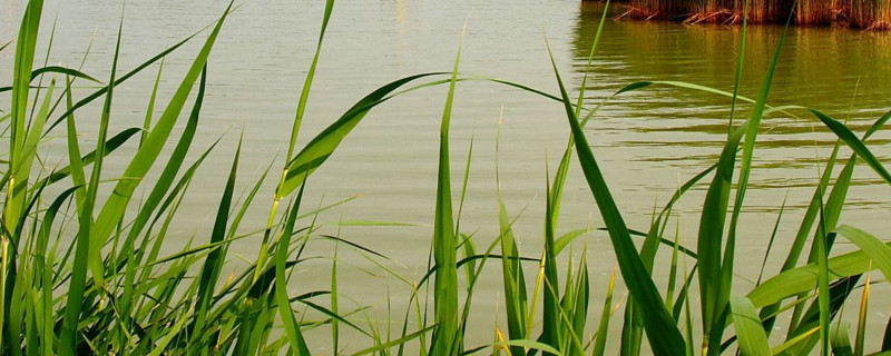 什么水草能净化水质 百科植物