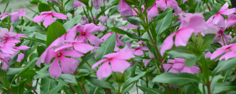 长春花有毒吗 适合室内养吗 百科植物