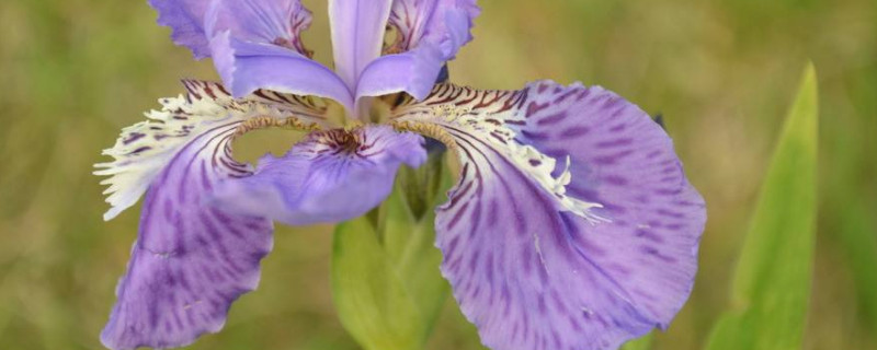 鸢尾花是什么颜色 百科植物