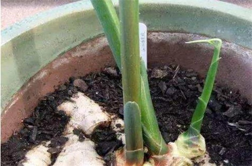 花盆生姜的种植方法 芽眼向上种进花盆 百科植物