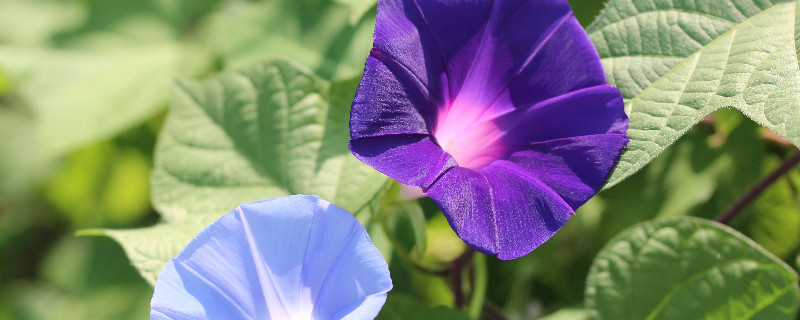 牵牛花代表什么数字 百科植物