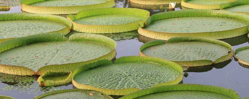 亚马逊王莲发芽温度 百科植物