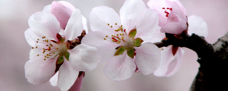 桃花特点及其象征意义 百科植物