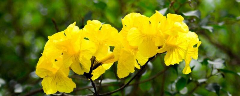 黄花风铃木的养殖方法和注意事项 百科植物