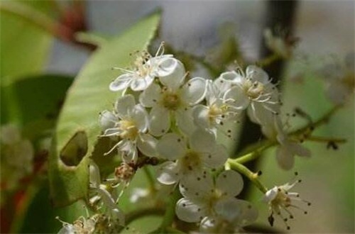 石楠花的主要变种 盘点常见四大品种 百科植物