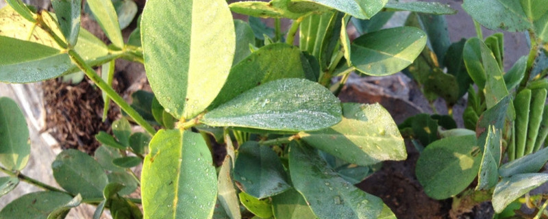 7月份还能种花生吗 百科植物