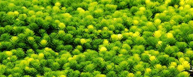金鱼藻属于沉水植物吗 百科植物