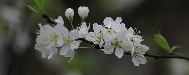 梨花有什么用途 百科植物