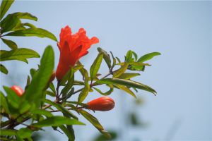 石榴花有哪些常见品种 百科植物