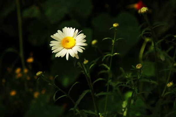 白晶菊花语是什么