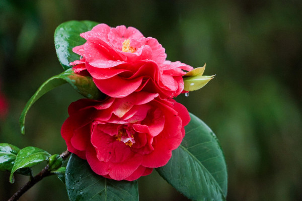 山茶花花语及代表意义