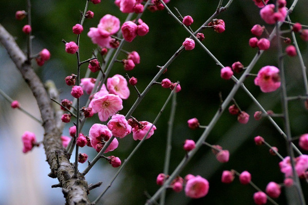 什么花的花语是坚强