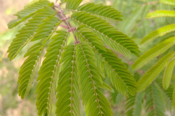 含羞草的花语