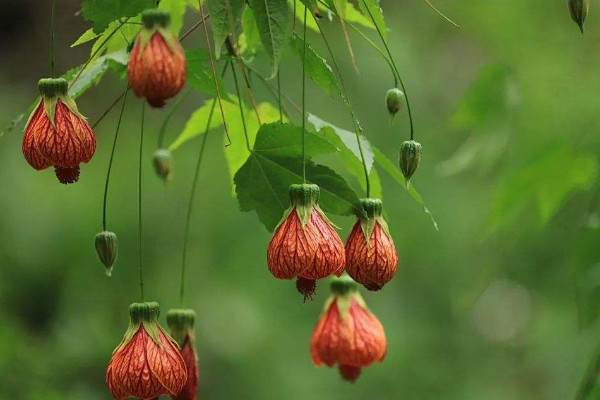 金铃花的花语