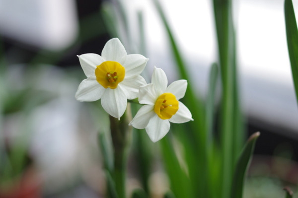 水仙花的花语和象征，自恋/思念/美好爱情