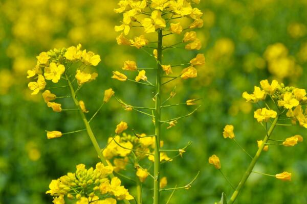 油菜花花语