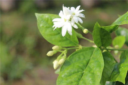 毛茉莉的红蜘蛛