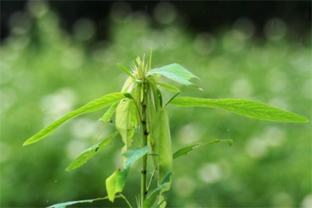 跳舞草的虫害