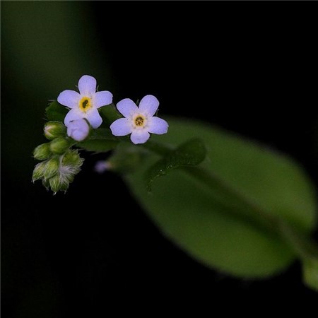 香水草换盆的时间