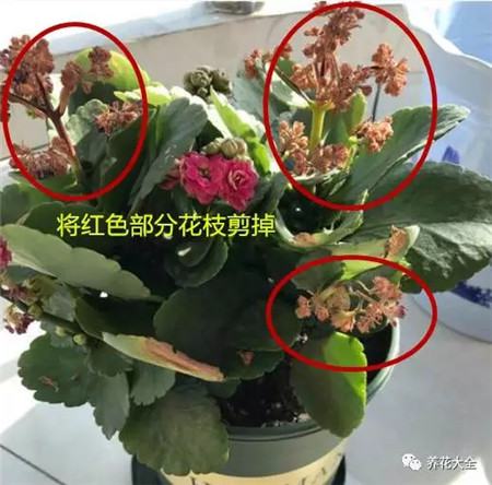 及时修剪残花