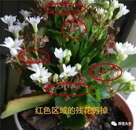 修剪残花