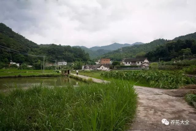 田野