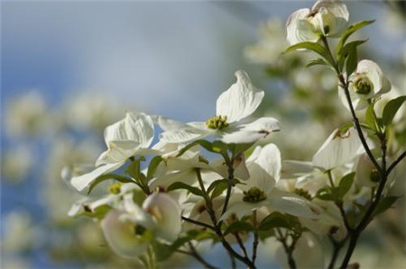 四照花树