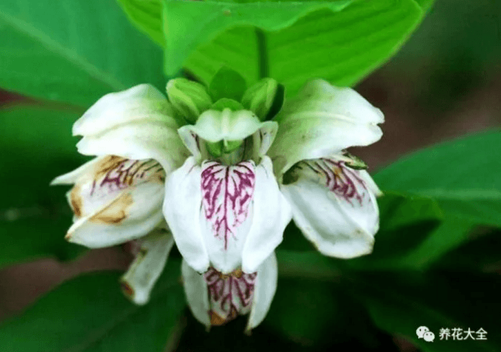 鸭嘴花