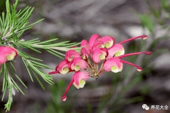 Grevillearosmarinifolia