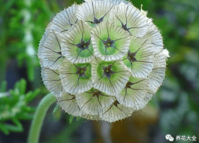 星芒松虫草