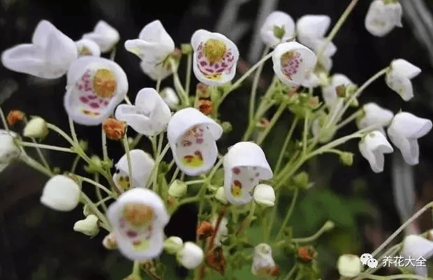 荷包花科茶杯花属