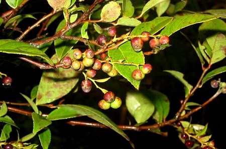 乌饭子植株