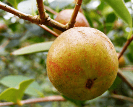 油茶榨油的种子