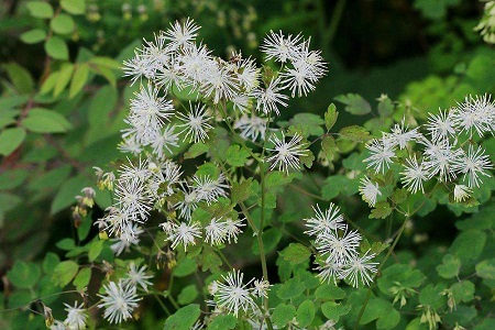 唐松草开花