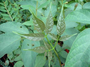 木蝴蝶植株