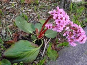 地栽岩白菜