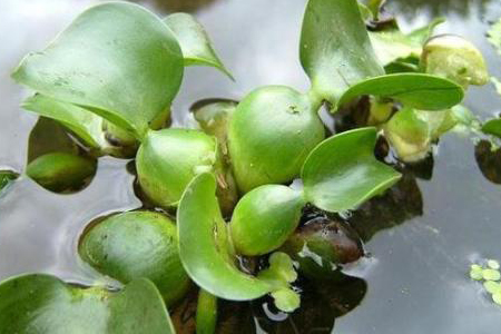 水生植物