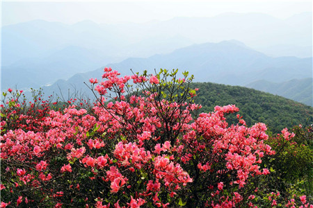 映山红