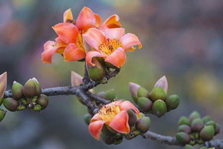 木棉花