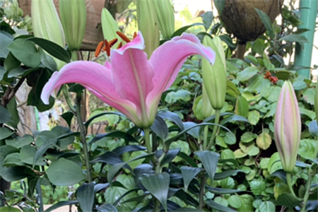 香水百合一年开几次花 香水百合花语 百科植物