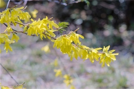 北京适合养什么花 百科植物