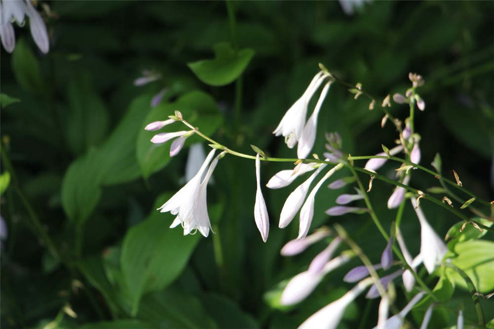 玉簪花