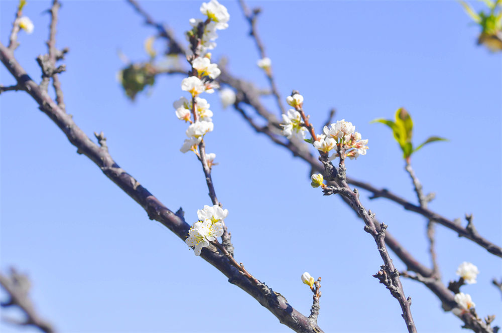 桃花