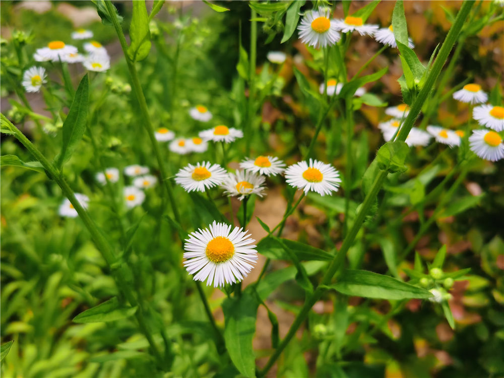 白晶菊